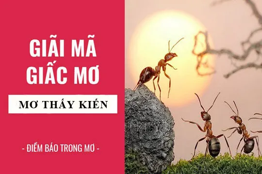 Điềm báo trong giấc mơ thấy kiến