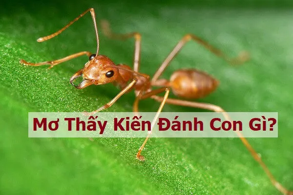 Mơ thấy kiến đánh con gì dễ húp bạc tỷ