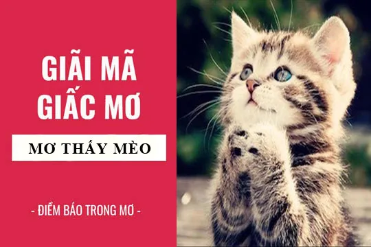 Ngủ mơ thấy mèo vừa mang đến điềm tốt và điềm xấu