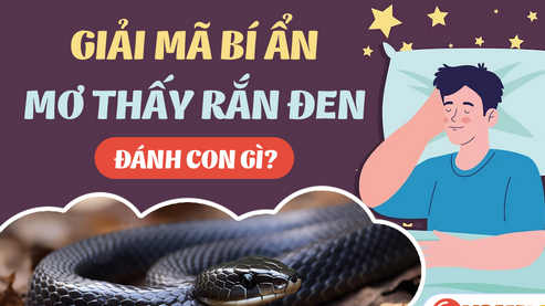 Ý nghĩa khi thấy rắn đen bò vào nhà trong giấc mơ